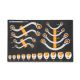 GEARWRENCH 3/8 in. Drive Crowfoot Reversible Specialty SAE Ratcheting Wrench Set with EVA Foam Storage Tray (19-Piece) GWMSSRWSAE